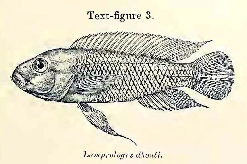 File:Telmatochromis dhonti.jpg