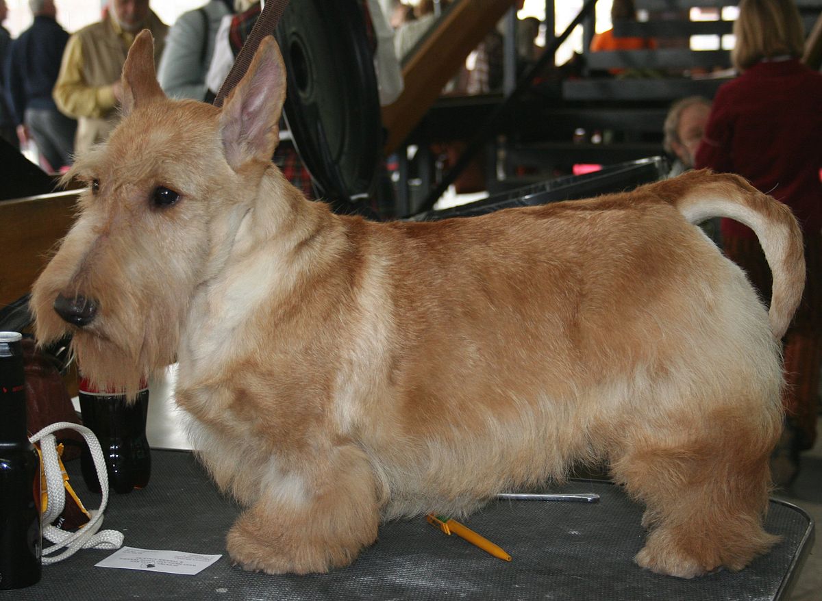 43+ Anjing terrier information