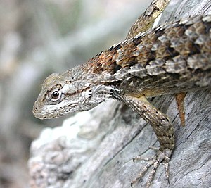 Texas Spiny Lizard (Sceloporus olivaceus) (31037017).jpg