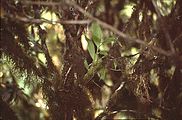 Epiphyten im Doi-Inthanon-Nationalpark