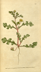 plate 67 Mesembryanthemum pinnatifidum Jagged-Leaved Fig-Marigold. (Aethephyllum pinnatifidum)