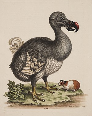 The Dodo and the Guiney pig.jpg