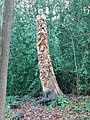 The Lady of the Woods sculpture in Lesnes Abbey Woods, Abbey Wood.