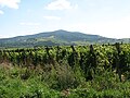 Tokajer Weingebiet