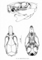 The contemporary land mammals of Egypt (including Sinai) (1980) Fig. 84.png