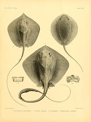 <i>Pateobatis bleekeri</i> Species of cartilaginous fish