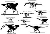Skeletal composite of therizinosaurs (not to scale) Therizinosaur skeletons.jpg