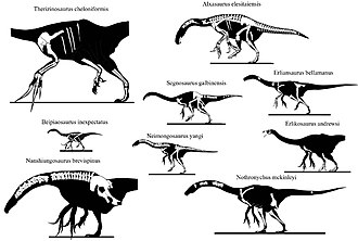 Skeletal reconstructions of various therizinosaurian genera (not to scale); Therizinosaurus in top left Therizinosaur skeletons.jpg