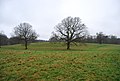 Three Oak trees in a field - geograph.org.uk - 1079720.jpg