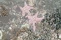 Tidepool-starfish.jpg
