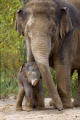 Tierpark Elefant-Temi-und-B.gif
