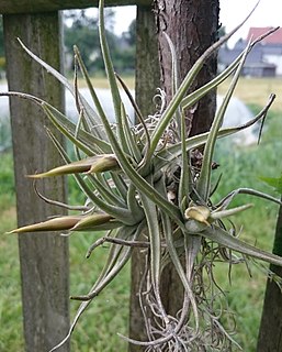 <i>Tillandsia xiphioides</i> Species of epiphyte