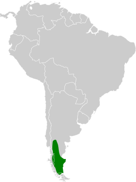 Patagonische tinamoe