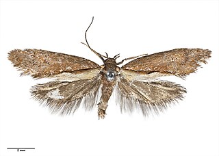<i>Tingena laudata</i> Species of moth, endemic to New Zealand