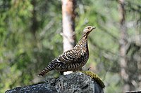 Глухарь самка. Самка глухаря Капалуха. Глухарь (Tetrao urogallus). Глухарь птица самка. Обыкновенный Глухарь.