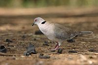 Mourning collared-dove in Samburu National Reserve. Tourterelle du cap.jpg