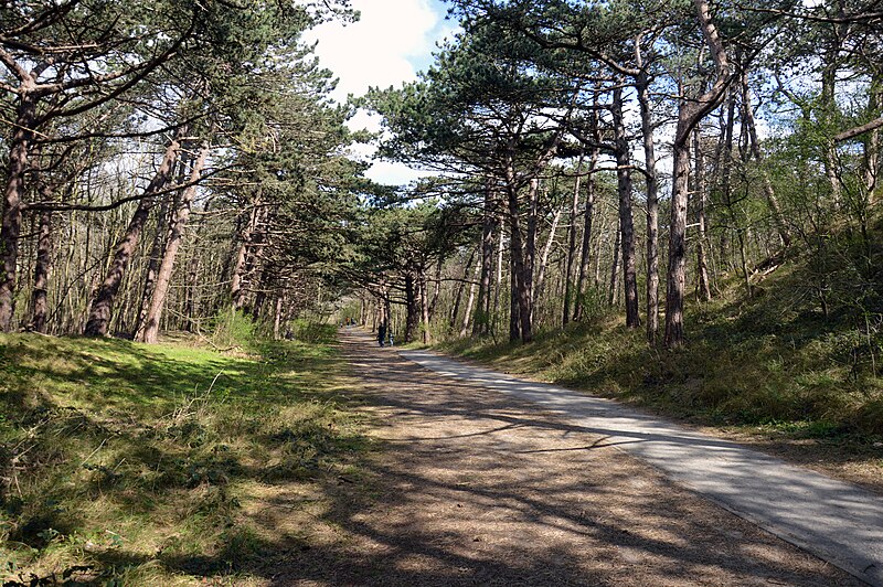 File:Track through pine forest, Duinbossen De Haan-Wenduine, 2021.jpg