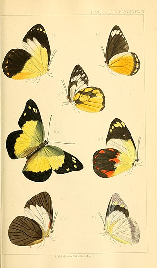 <i>Delias hippodamia</i> Species of butterfly