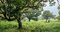 * Nomination Trees of Fanal forest, Seixal, Madeira --Ximonic 08:10, 11 June 2023 (UTC) * Promotion  Support Good quality -- Johann Jaritz 13:59, 11 June 2023 (UTC)
