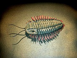 Trilobita