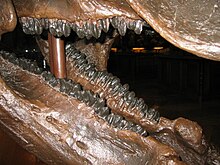 Close up of the jaws and teeth Tric1.JPG