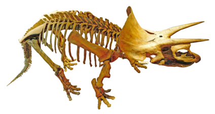 Triceratops