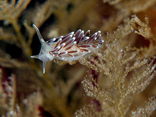 Cuthonellidae Family of gastropods