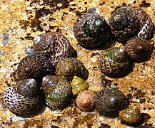 Il n'y a pas de bigorneaux en Méditerranée : des gibbules communes (les plus grosses) et des gibbules divergentes (les plus petites)
