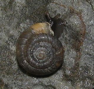 <i>Noricella oreinos</i> Species of gastropod