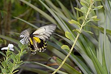 Troides amphrysus.jpg 