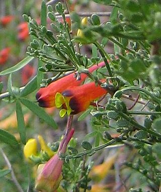 <i>Tropaeolum tricolor</i> Species of plant