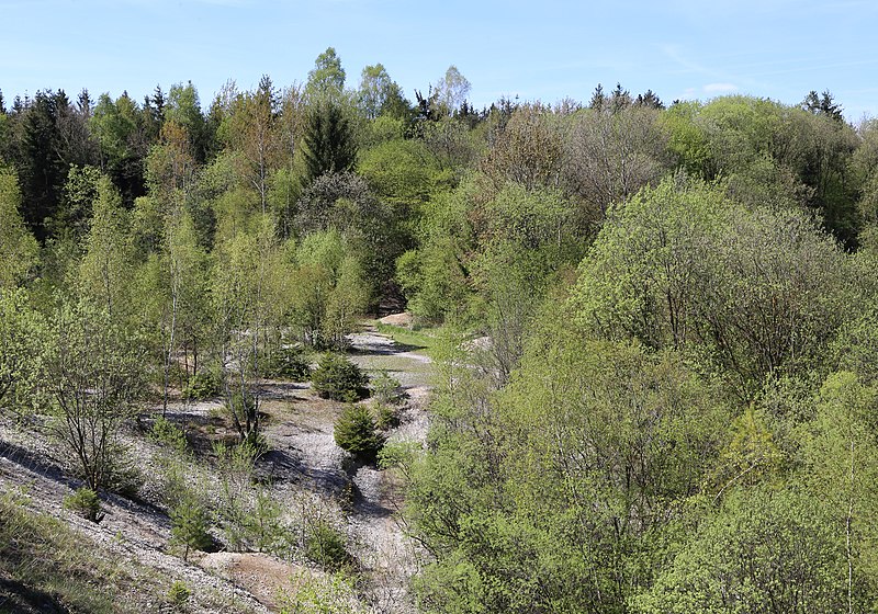 File:Truderinger Wald Muenchen-23.jpg