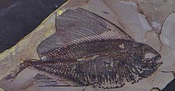 法国国家自然历史博物馆展出的美丽塞纳命运鱼（Tselfatia formosa）化石