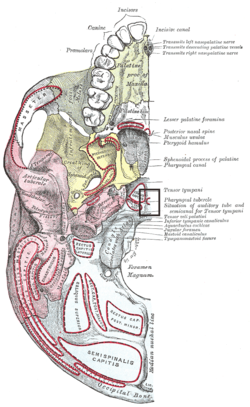 Tuberculum pharyngeum.PNG