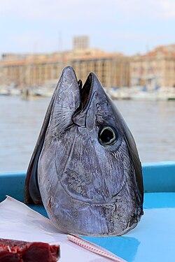 Head of a tuna on the fish market in Marseille
