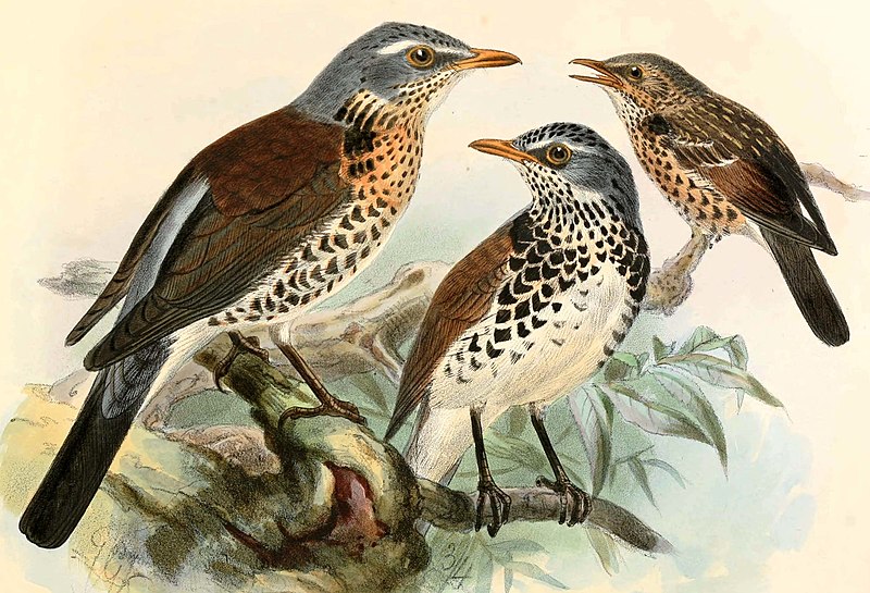 File:Turdus pilaris H. E. Dresser. A history of the birds of Europe. Volume II. 1871-1881-2.jpg