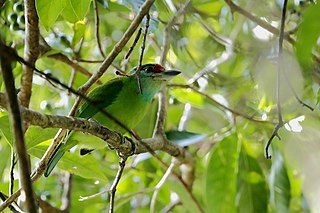 Turquoise-throated barbet