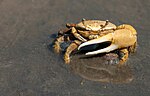 Fiddler crab with enlarged claw