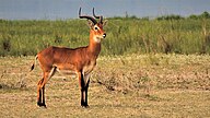 Animal of Ugandan State