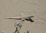 Thumbnail for Mojave fringe-toed lizard