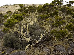 Qaqa unkuyuq sach'akuna, La Réunion wat'api