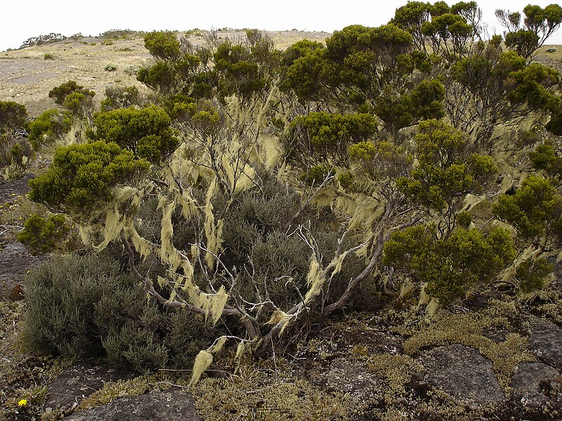 File:Usnea barbata 0.jpg