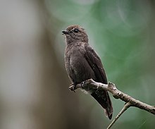 Ussher's Flycatcher.jpg