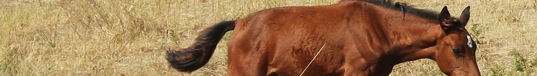 O'zbekiston banner Horse.jpg