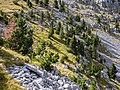 * Nomination Landscape on the trail to Portillo de Tella en el Valle de Pineta. Sobrarbe, Huesca, Aragon, Spain --Basotxerri 15:06, 9 June 2017 (UTC) * Promotion Good quality -- George Chernilevsky 15:19, 9 June 2017 (UTC)