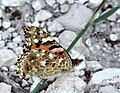 Vanessa cardui נמפית החרשף