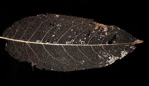 Magnolia doltsopa, skeleton of a leaf