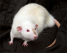 A male Dumbo rat, a variety with ears placed lower on the head Velvet small.jpg