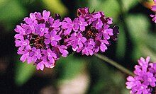 Verbena rigida (8726586459).jpg