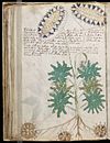 Voynich Manuscript (66).jpg
